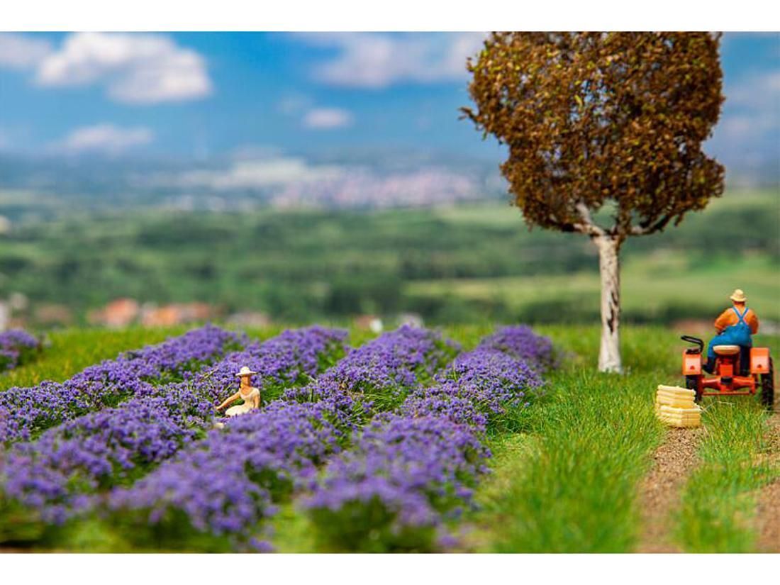 HO Lavender field Faller-181279