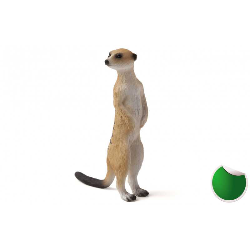 suricata.jpg
